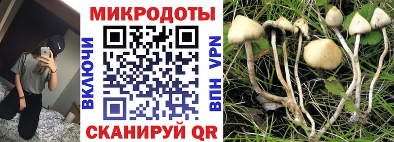 Псилоцибиновые грибы Psilocybine cubensis  Владикавказ 